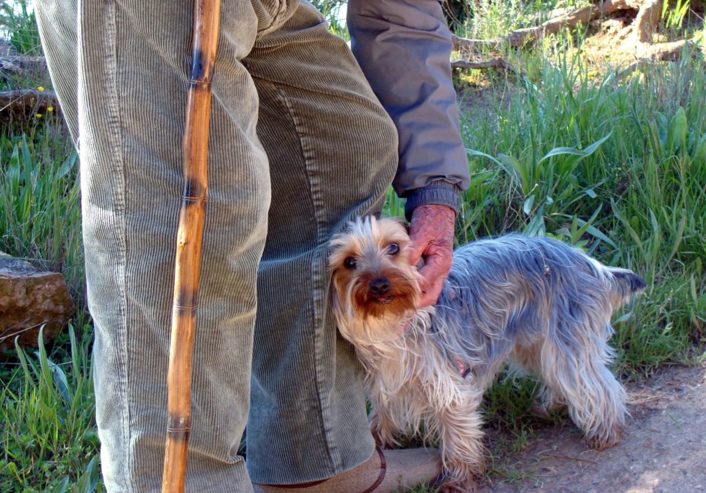 Hombre mayor con bastón se agacha pasa acariciar a su perro. 